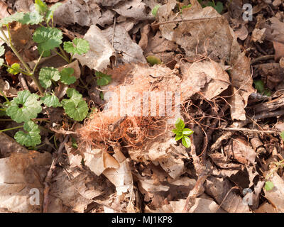 Close up aperto di fiele da autunno sul bosco foresta pavimento; essex; Inghilterra; Regno Unito Foto Stock