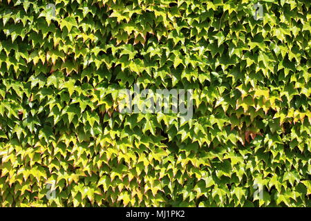 Rivestimento parete uva selvatica sfondo Foto Stock