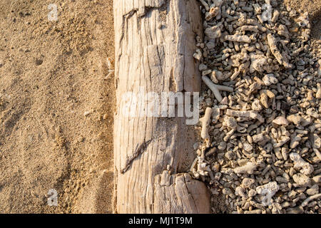 Driftwood su una spiaggia separazione dell area del corallo rotto dalla sabbia Foto Stock