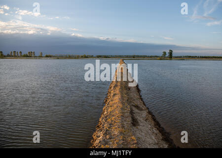 Divisione di allagato risaie in Piemonte, Italia al tramonto Foto Stock