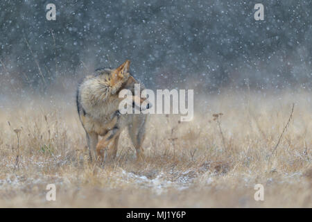 Lupo (Canis lupus), in un prato in forte nevicata, Parco Nazionale poco Fatra, Slovacchia Foto Stock
