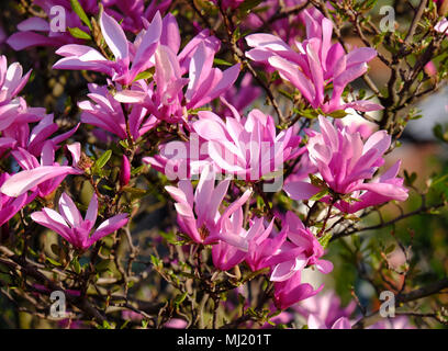 Mulan magnolia (Magnolia liliiflora), fioritura, magnolia bush, Austria Foto Stock
