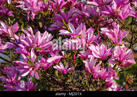 Mulan magnolia (Magnolia liliiflora), fioritura, magnolia bush, Austria Foto Stock