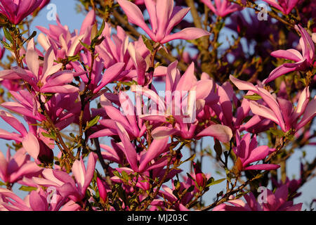 Mulan magnolia (Magnolia liliiflora), fioritura, magnolia bush, Austria Foto Stock