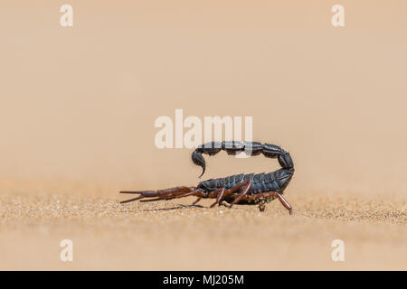 Transvaal thick-tailed scorpion (Parabuthus transvaalicus) nel deserto di sabbia, Parco Namib-Naukluft, Namibia Foto Stock