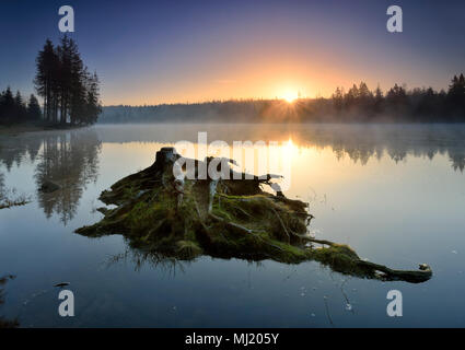 Alba con nebbia di mattina all'Oder stagno, piccola isola con ceppi di alberi e radici, Parco Nazionale di Harz, Bassa Sassonia, Germania Foto Stock