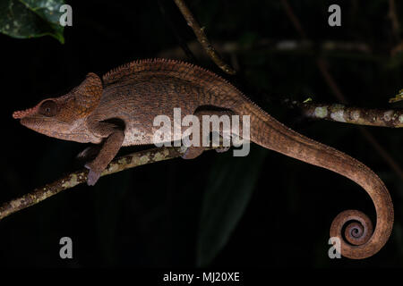 Corto-cornuto (camaleonte Calumma brevicorne), maschio su un ramo, Analamazoatra, Andasibe Parco nazionale del Madagascar Foto Stock