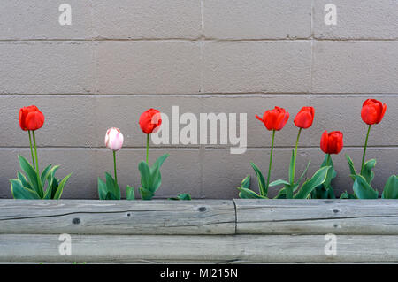 Fila di tulipani rossi e rosa che fioriscono davanti alla parete verniciata del blocco di cemento Foto Stock