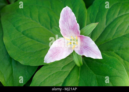 Primo piano di un Trillium occidentale (Trillium ovatum), del Pacific Trillium o del fiore di Robin Wake con petali che iniziano a diventare rosa, Columbia Britannica, Canada Foto Stock