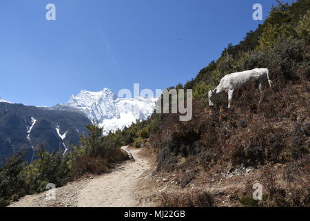 Percorso di trekking con capra e Kongde Ri in background Foto Stock