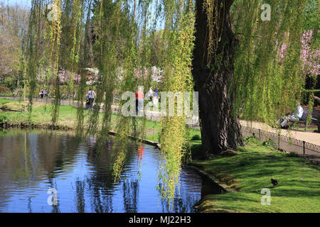 Sole primaverile in Queen Mary's Gardens, Regents Park, a Londra, Inghilterra, Regno Unito Foto Stock