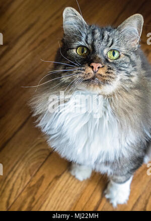 Capelli lunghi cat cercando Foto Stock