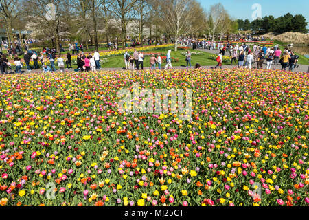 Il Keukenhof giardini fioriti di Lisse vicino Amsterdam tulipani misti in un colorato bed. Foto Stock