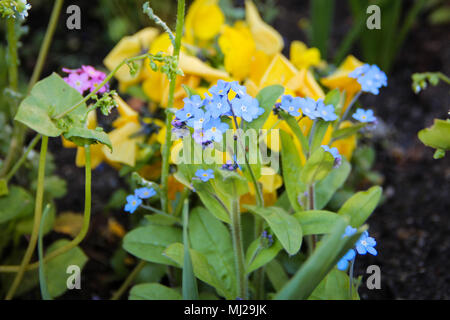 Fiore blu "Non ti scordar di me" (Myosotis) a Bruxelles Belgio Foto Stock