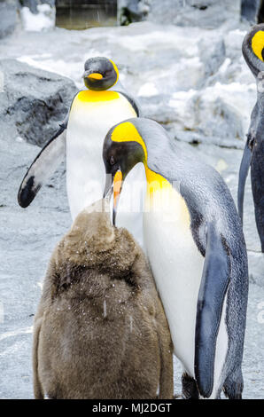 Situato nel nord del Giappone, Asahiyama Zoo è la casa di 700 animali di 124 specie diverse. Lo zoo si trova a Città di Asahikawa. Foto Stock