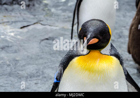 Situato nel nord del Giappone, Asahiyama Zoo è la casa di 700 animali di 124 specie diverse. Lo zoo si trova a Città di Asahikawa. Foto Stock