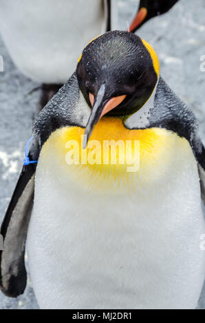 Situato nel nord del Giappone, Asahiyama Zoo è la casa di 700 animali di 124 specie diverse. Lo zoo si trova a Città di Asahikawa. Foto Stock