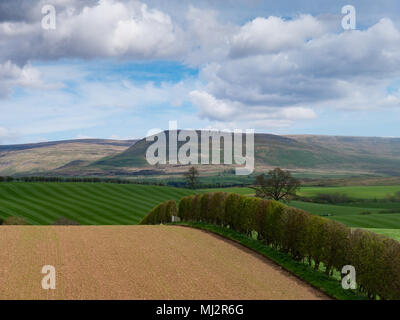 Stripped laminati i campi di erba in una fattoria nel distretto del lago, Cumbria, Regno Unito Foto Stock