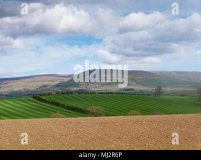 Stripped laminati i campi di erba in una fattoria nel distretto del lago, Cumbria, Regno Unito Foto Stock