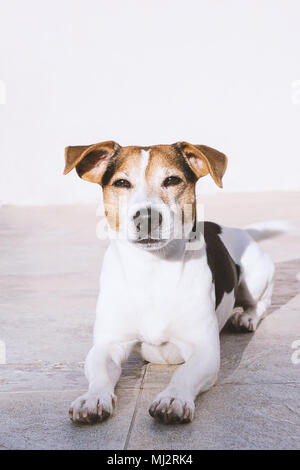 Cane affascinante jack russell si trova sul balcone per godersi il sole, guardando la fotocamera Foto Stock