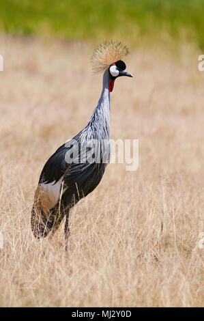 Bella Grey Crowned Crane fotografato nella savana del Kenya Foto Stock