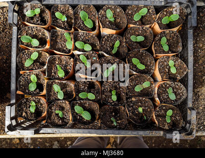 Germogli di cetrioli. Foglie di dicotiledoni. Piantine cetrioli. Foto Stock