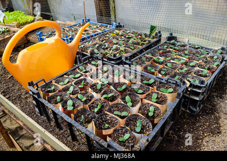 Germogli di cetrioli. Foglie di dicotiledoni. Piantine cetrioli. Foto Stock