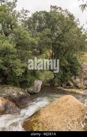 Il Sterkspruit (forte corrente) sopra la cascata Sterkspruit vicino a monaci cruscotto in Kwazulu-Natal Drakensberg Foto Stock