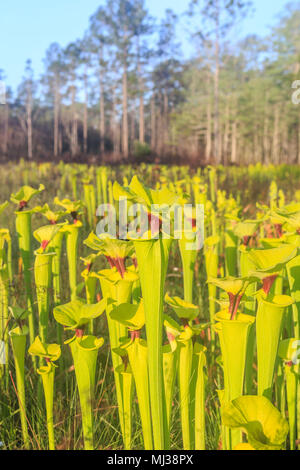 Giallo (Pitcherplants Sarracenia flava var. rugelii) sono abbondanti in questo versante di infiltrazione/wet prairie di habitat in Apalachicola National Forest, Florida. Foto Stock