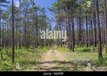 Una strada forestale viene eseguito attraverso un bosco di pini flatwoods habitat in Apalachicola National Forest, Florida. Foto Stock