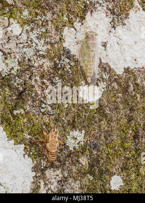 Una cicala (Cicadidae) attende per indurire poco dopo la muta sul lato di una quercia. Foto Stock