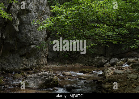 Il fiume selvaggio fluisce attraverso le pietre tra le rocce e il legno nell'area selvaggia di Crimea Foto Stock