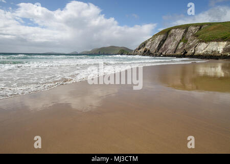 Spazzamento delle onde sulla spiaggia irlandese. Coumeenoole Beach, Dunmore Testa, Dingle, Irlanda. Grande Isola di Blasket in background Foto Stock