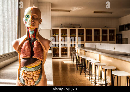 Anatomia umana modello nel laboratorio di scienze di una scuola nel sud del Brasile. Criciuma, Santa Catarina, Brasile. Foto Stock