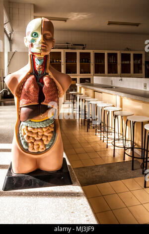 Anatomia umana modello nel laboratorio di scienze di una scuola nel sud del Brasile. Criciuma, Santa Catarina, Brasile. Foto Stock