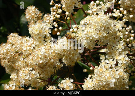 PRIMO PIANO DI UN POLLINE PROVENIENTE DALLA PHOTINIA GLABRA (COMUNEMENTE NOTA COME PHOTINIA GIAPPONESE, PHOTINIA A PUNTA ROSSA O PHOTINIA A FOGLIA ROSSA) AUSTRALIA. Foto Stock