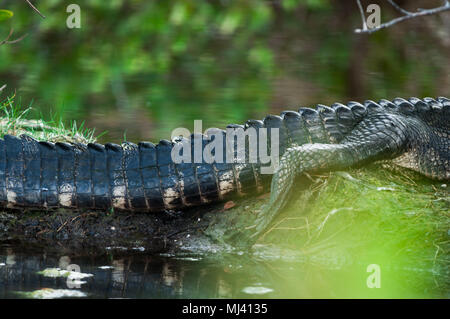 Un grande coccodrillo nuota pigramente in serata sole della Florida. Foto Stock