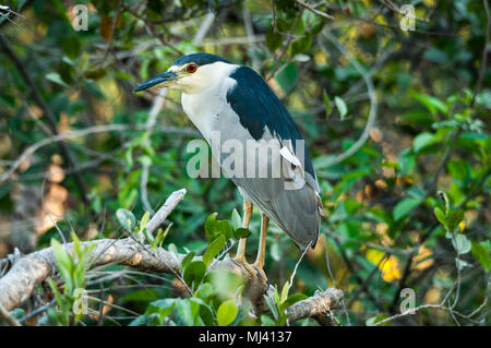 Nero notte incoronato Heron posatoi su un lembo di albero in Everglades della Florida. Foto Stock