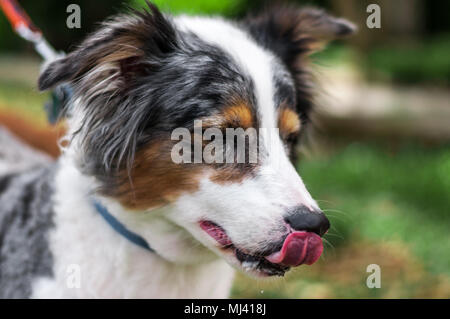 Australian Shepherd lambisce via eventuali briciole di. Foto Stock