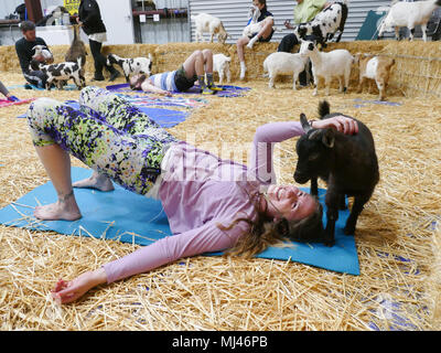 Archiviato - 26 aprile 2018, US, San Francisco: istruttore yoga Ambra Ricchetti (34) presso la classe di yoga con capre. Alcuni appassionati di Yoga sono in costante ricerca di nuovi modi per rilassarsi. In noi "capra Yoga' corsi hanno sempre una vasta base di fan. Foto: Barbara Munker/dpa Foto Stock