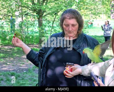 London.UK.4 Maggio 2018. Il caldo clima britannico mette in evidenza il paraquet alimentatori nel'Hyde Park di Londra.© Brian Minkoff / Alamy Live News Foto Stock