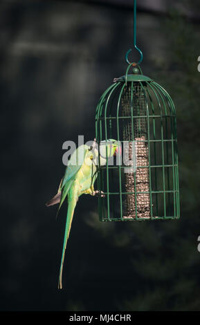 Il torneo di Wimbledon, Londra, Regno Unito. Il 4 maggio, 2018. Un anello a collo di parrocchetto, la Gran Bretagna è solo naturalizzato parrot, feed da un giardino bird feeder nel caldo sole. Credito: Malcolm Park/Alamy Live News. Foto Stock