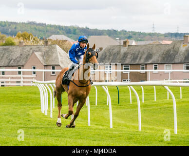 Musselburgh, Scozia, 4 maggio 2018. Musselburgh Race Course, Musselburgh, East Lothian, Scozia, Regno Unito. Una corsa di cavalli galoppa per la partenza al pomeriggio flat horse racing si incontrano. Cavallo "Zoravan' cavalcato da fantino Josh Quinn nel 3.10 Jackson Boyd Lawyers-More di Handicap Foto Stock