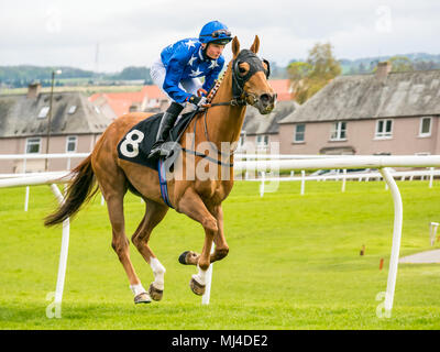 Musselburgh, Scozia, 4 maggio 2018. Musselburgh Race Course, Musselburgh, East Lothian, Scozia, Regno Unito. Una corsa di cavalli galoppa per la partenza al pomeriggio flat horse racing si incontrano. Cavallo "Zoravan' cavalcato da fantino Josh Quinn nel 3.10 Jackson Boyd Lawyers-More di Handicap Foto Stock