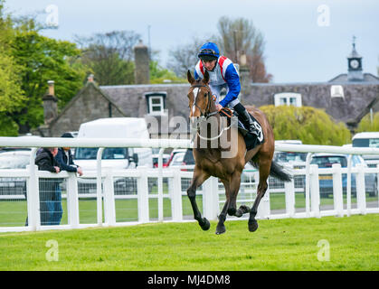 Musselburgh, Scozia, 4 maggio 2018. Musselburgh Race Course, Musselburgh, East Lothian, Scozia, Regno Unito. Una corsa di cavalli galoppa per la partenza al pomeriggio flat horse racing si incontrano. Cavallo "Avana Mariposa' cavalcato da fantino Shane grigio in 3,40 Weatherbys Bank Foreign Exchange Handicap Foto Stock