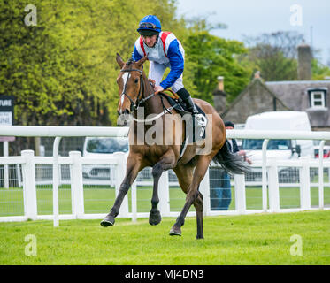 Musselburgh, Scozia, 4 maggio 2018. Musselburgh Race Course, Musselburgh, East Lothian, Scozia, Regno Unito. Una corsa di cavalli galoppa per la partenza al pomeriggio flat horse racing si incontrano. Cavallo "Avana Mariposa' cavalcato da fantino Shane grigio in 3,40 Weatherbys Bank Foreign Exchange Handicap Foto Stock