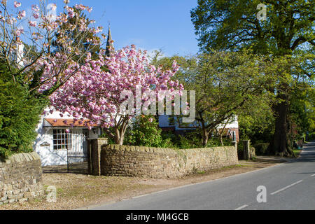 Ciliegio in fiore nel villaggio di Scorton, Regno Unito. Scorton Barrow & Bikes May Bank Holiday, 4th Maggio 2018. Scorton Bikes & Barrows Festival è il fine settimana di maggio giorno di festa in banca - guardare fuori per le biciclette decorate e carriole tutto il villaggio. Il fine settimana prevede eventi di rievocazione dal vivo, tiro con l'arco, festival di musica di 2 giorni, uno spettacolo di cani, fiere artigianali e giochi per bambini e attrazioni. Credito: Cernan Elias/Alamy Live News Foto Stock