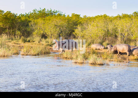 Allevamento di ippopotami dormono lungo il fiume da Isimangaliso Wetland Park, Sud Africa. Safari nella fauna selvatica. Gli animali nella natura Foto Stock