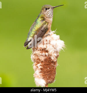 Colibrì; Rufous Hummingbird; femmina; la British Columbia, Canada, Foto Stock