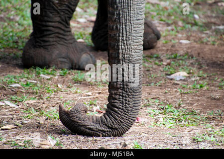 Sen Monorom Cambogia, dettaglio di elephant trunk Foto Stock